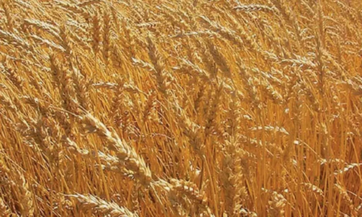 Bringing mandis closer to farm: A way to stop wheat smuggling into Haryana, Punjab