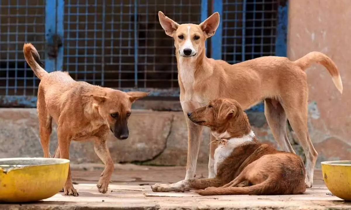 Govt should tread cautiously on use of stray dogs for vaccine trials