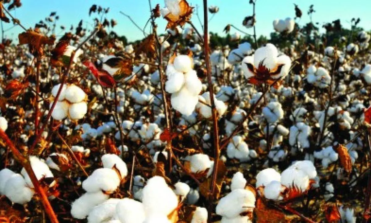 Is Bt cotton a success in India?