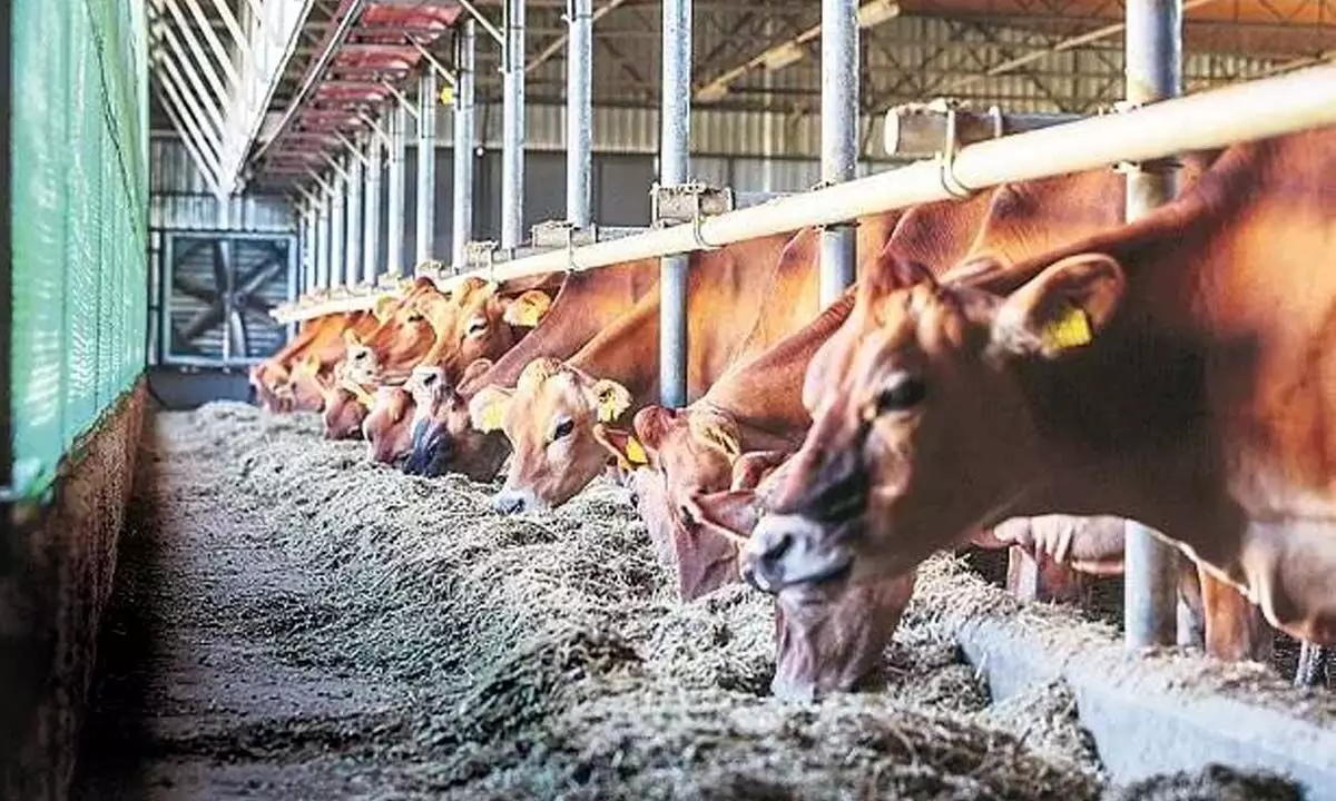 Animal husbandry, dairy going hi-tech