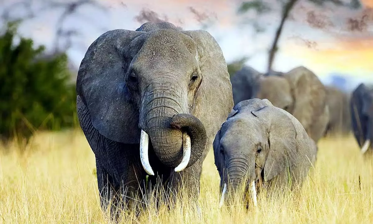 Why Japan’s ivory market is no longer a threat to elephants Why Japan’s ivory market is no longer a threat to elephants