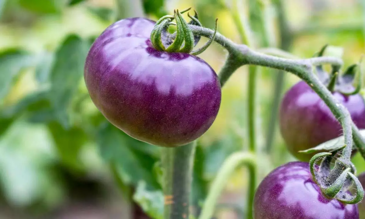 The story of the purple tomato - and why its success is a win for GM foods