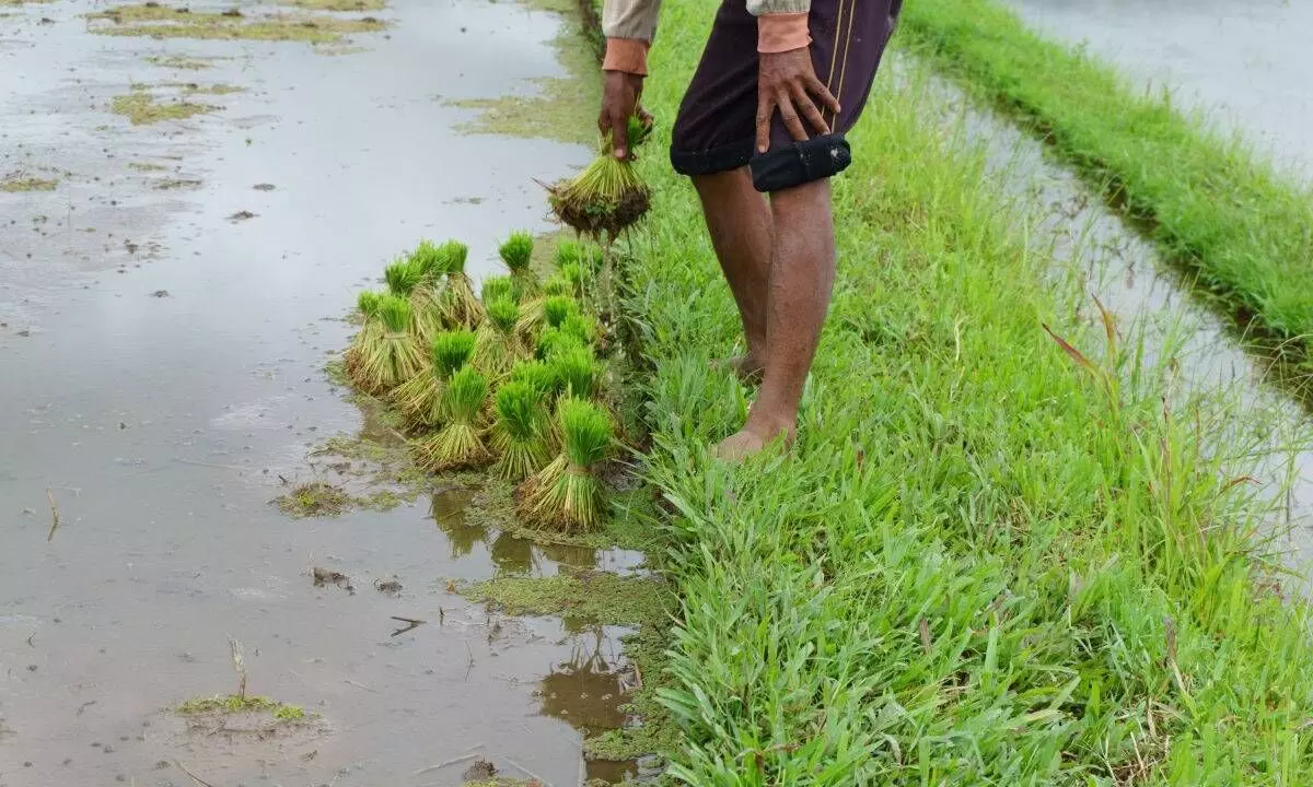 Agriculture Ministry open to pro-farmer changes in Crop Insurance scheme: Official