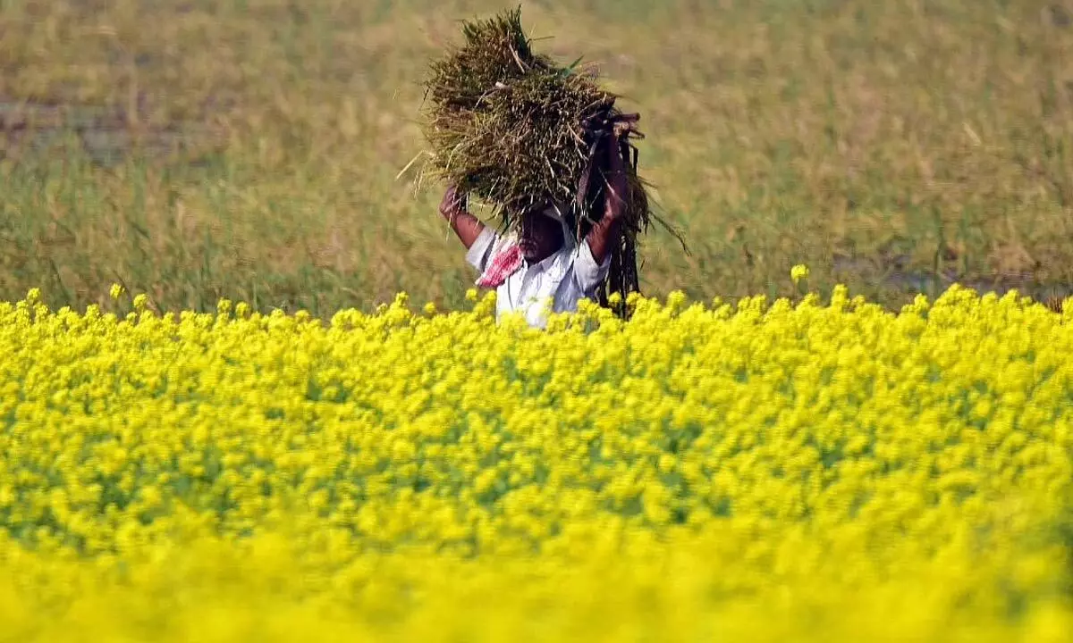 Can GM mustard reduce India’s dependence on edible oil import?