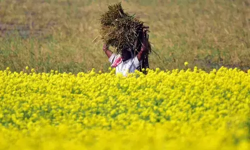Can GM mustard reduce India’s dependence on edible oil import? Can GM mustard reduce India’s dependence on edible oil import?