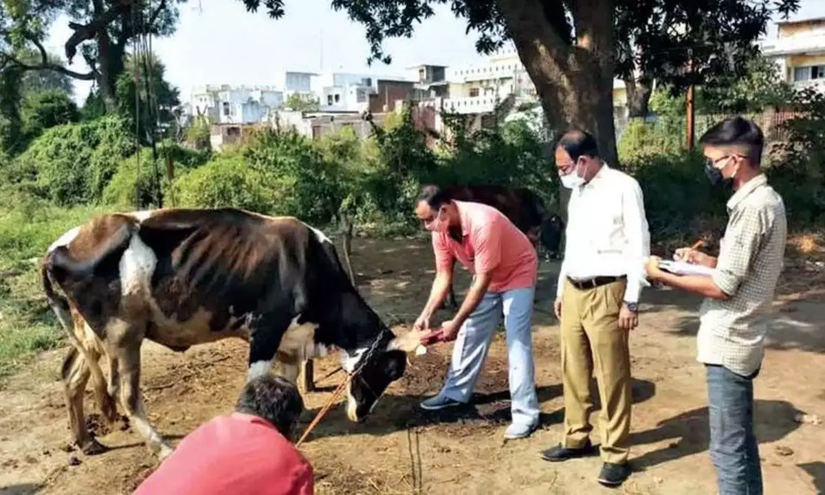 Aadhaar link mandatory for cattle mission now
