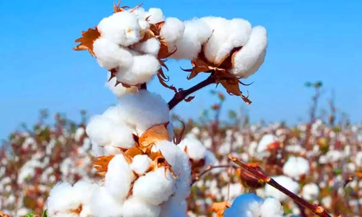 Guj farmers cry foul as cotton prices drop