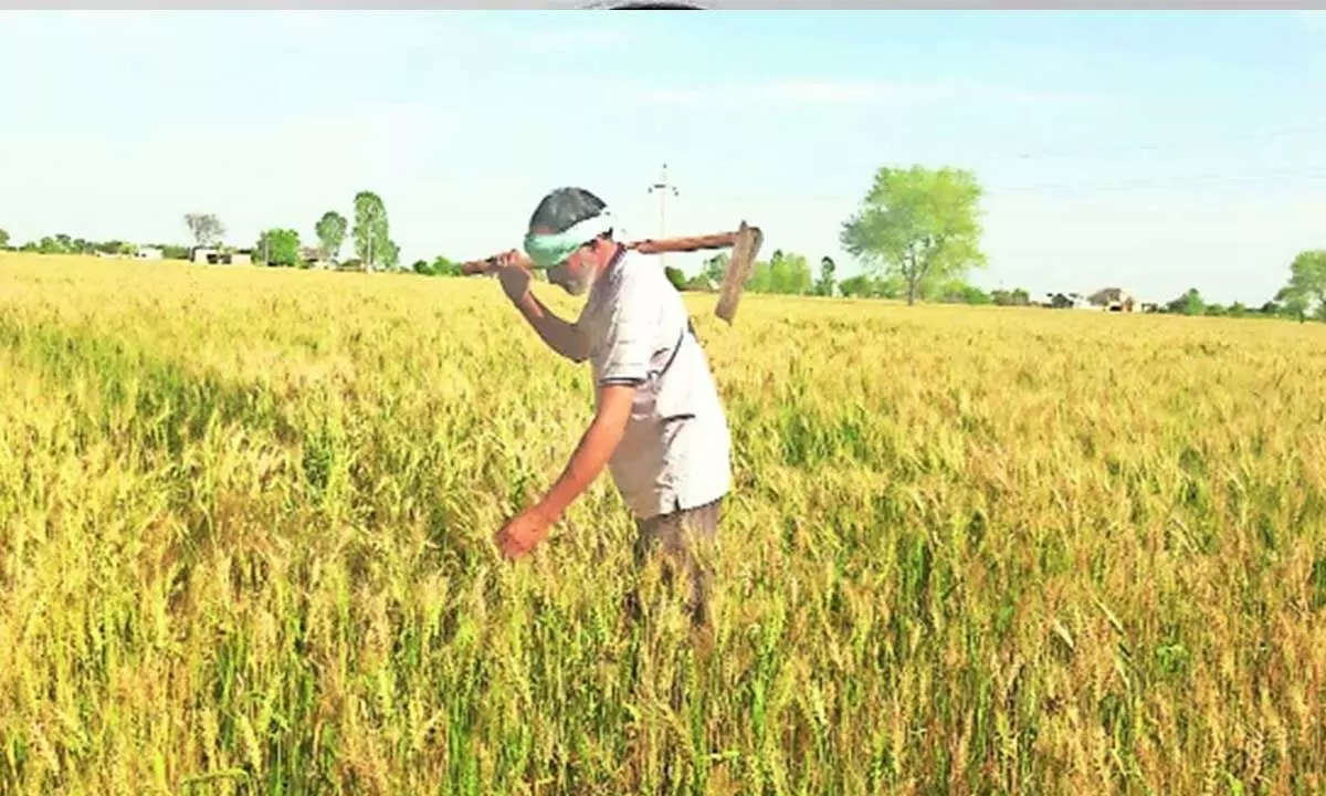 Punjab, Chhattisgarh, Telangana among top contributors to paddy pool