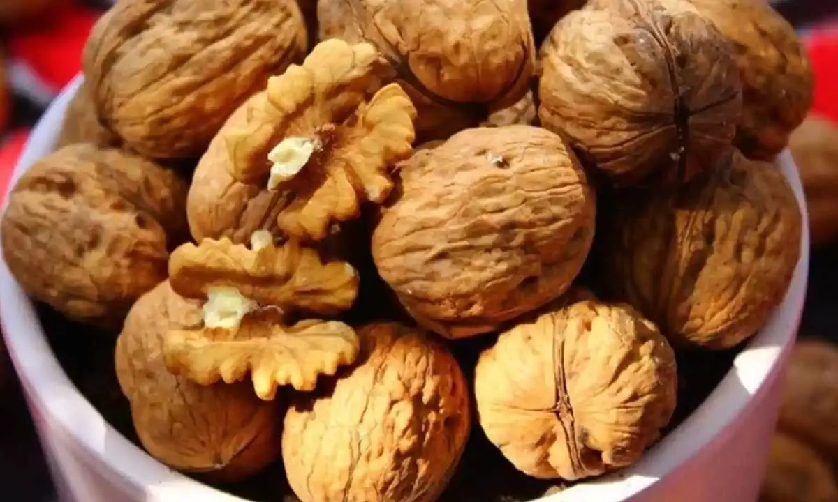 Consuming walnuts every day is the way out for varsity students from stress: Study