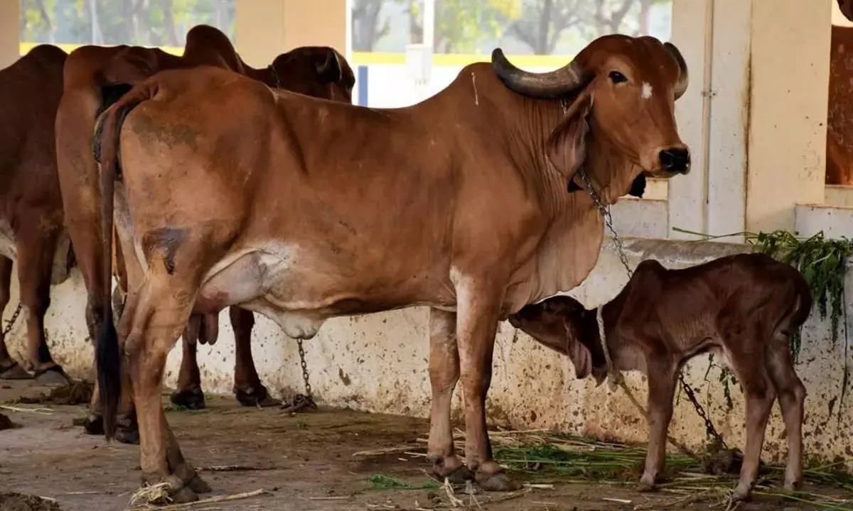New norms on anvil to keep bovine population healthy