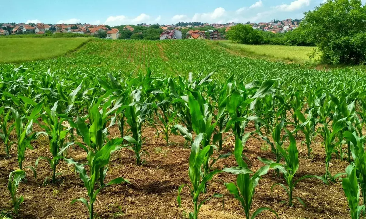 Agriculture thrives while farmers languish