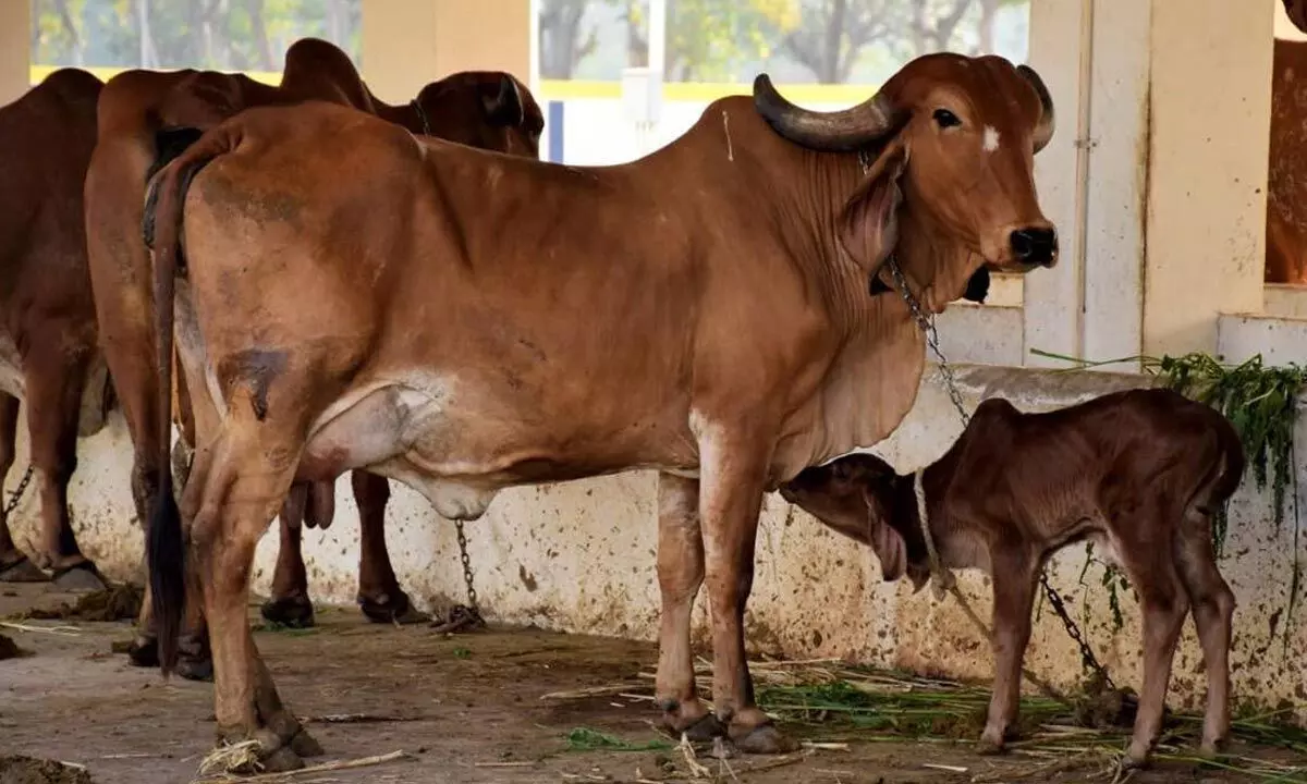 New norms on anvil to keep bovine population healthy