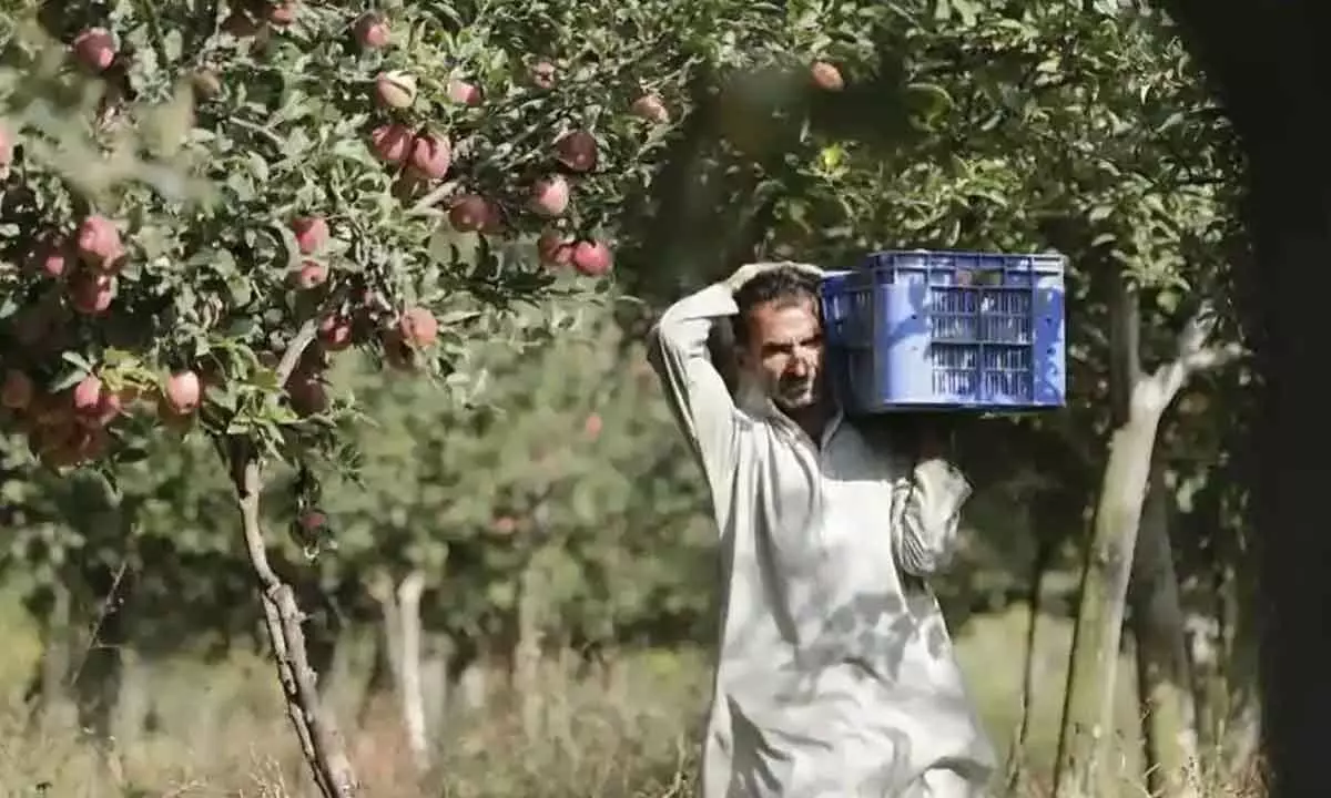 High-density plantation to boost J&Ks fruit industry