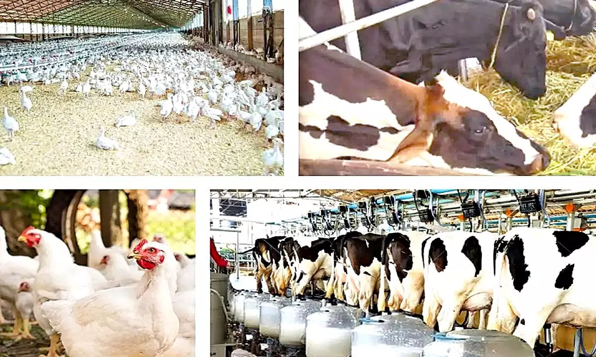 Ex-MSMEs can access animal husbandry fund