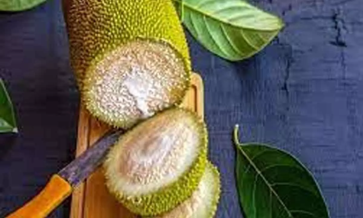 Green jackfruit flour helps lower blood sugar in diabetics: Study