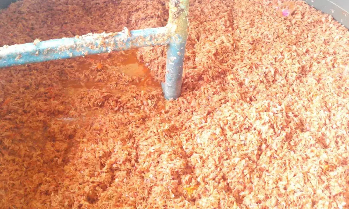 Shrimp shell waste processed for the production of chitosan