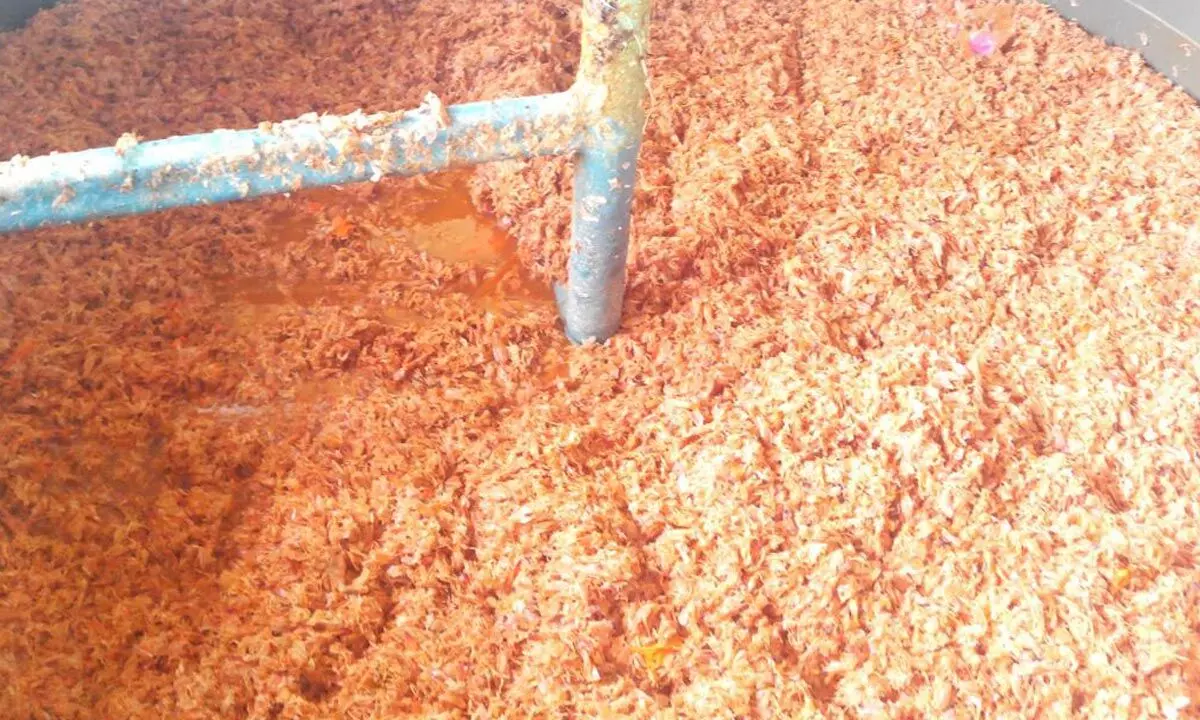 Shrimp shell waste processed for the production of chitosan