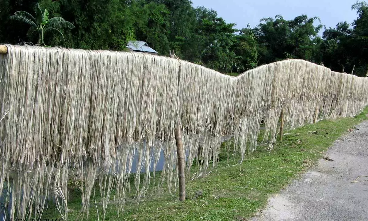 Declaring jute as an agri-product is a masterstroke