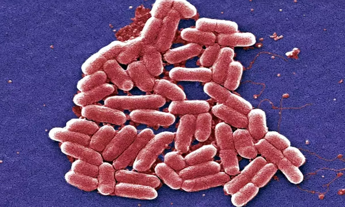 Climate change is fuelling the rise of superbugs. How can we save ourselves?