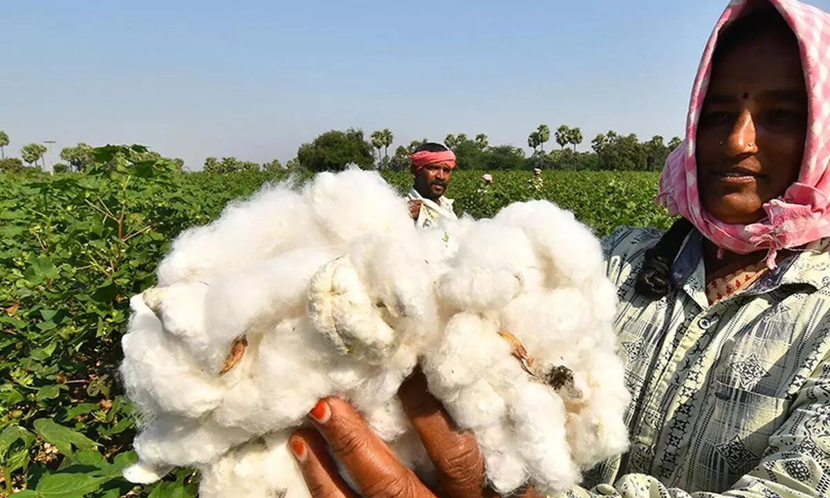 Rasi Seeds steps in to boost cotton productivity