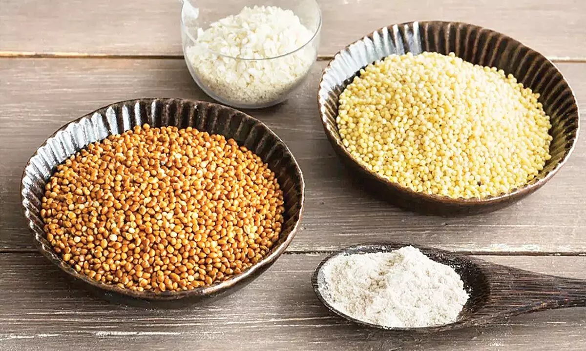 Shun hybrid varieties, promote traditional millet seeds in India Shun hybrid varieties, promote traditional millet seeds in India
