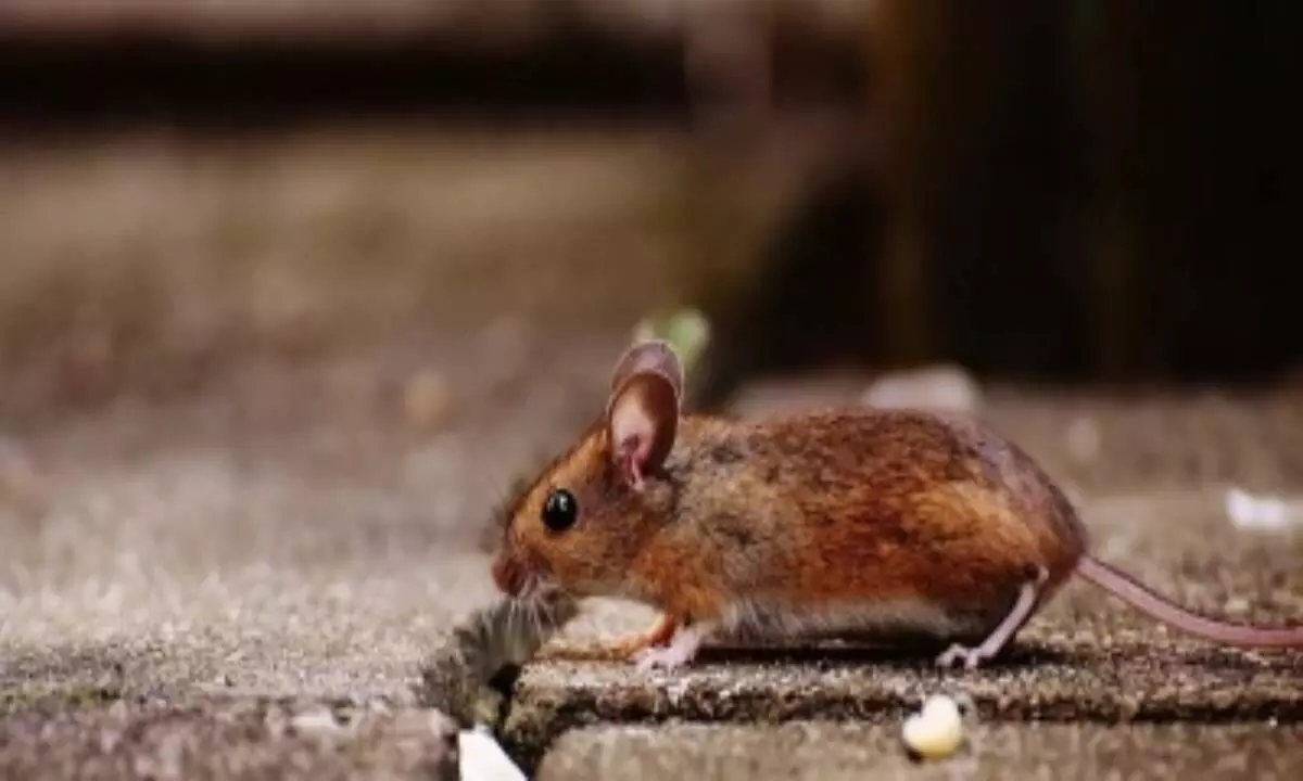 Japanese scientists create mice with two fathers