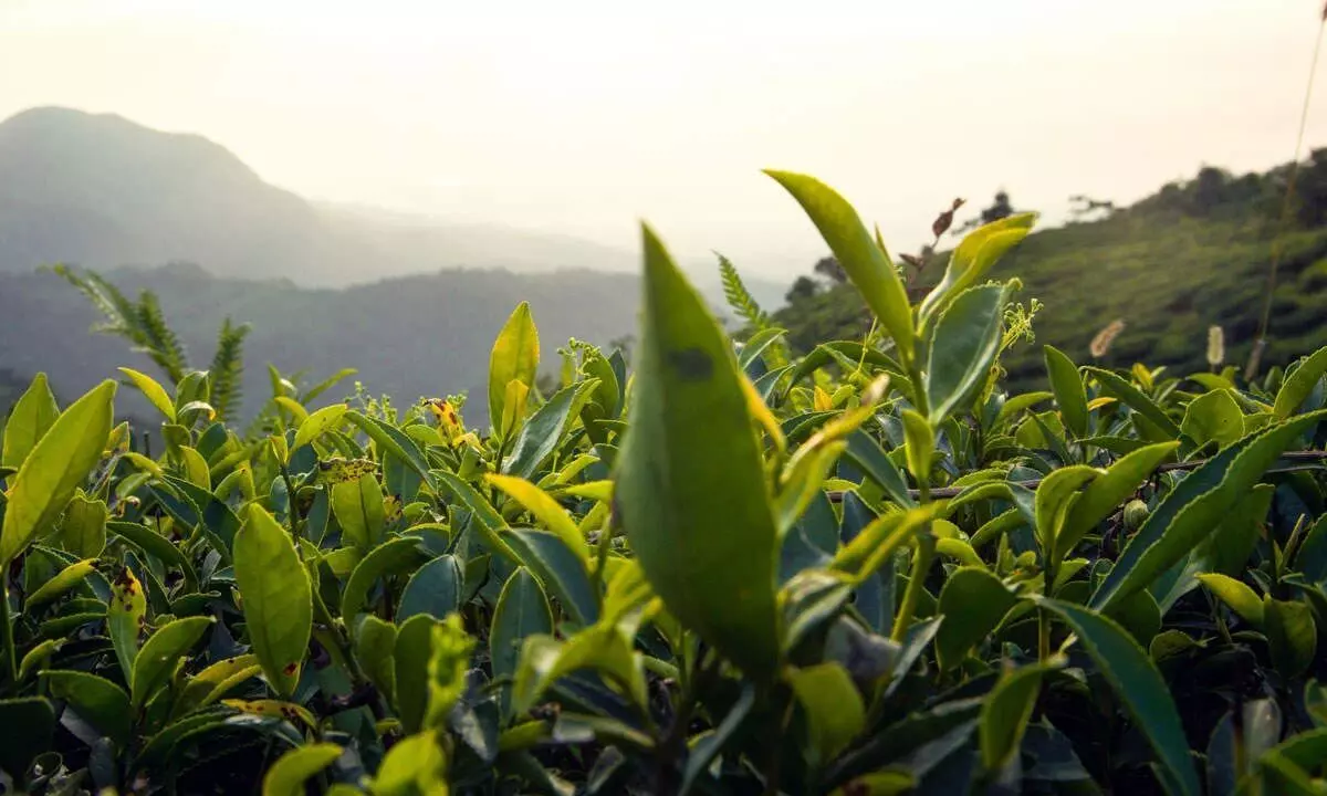 Tea Board initiates study on price sharing formula