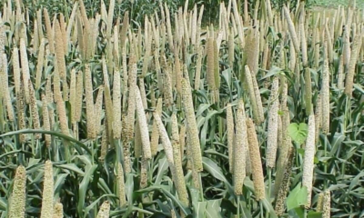 TN govt to launch fiveyear Tamil Nadu Millet Mission