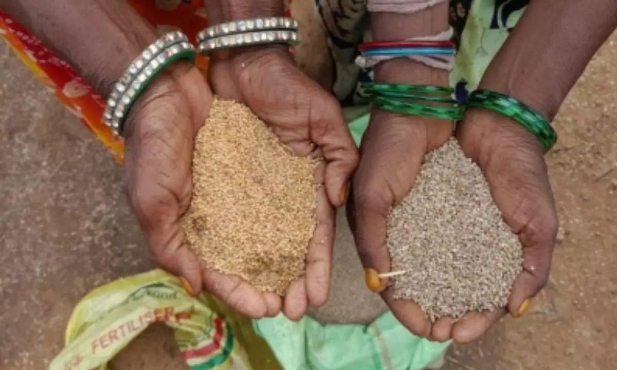 Pilot project for millets to be launched from Ayodhya