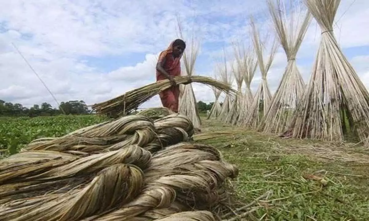 Hike in MSP is a welcome pre-season boost for jute farmers