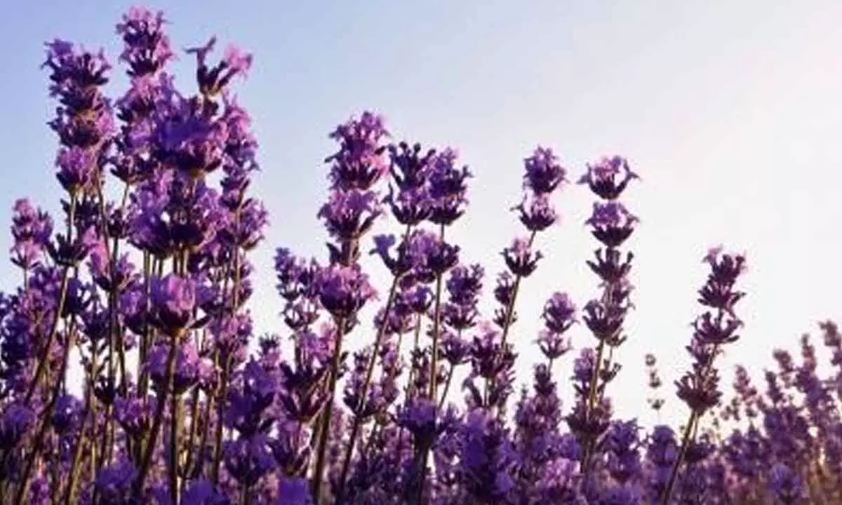Himachal to promote lavender cultivation