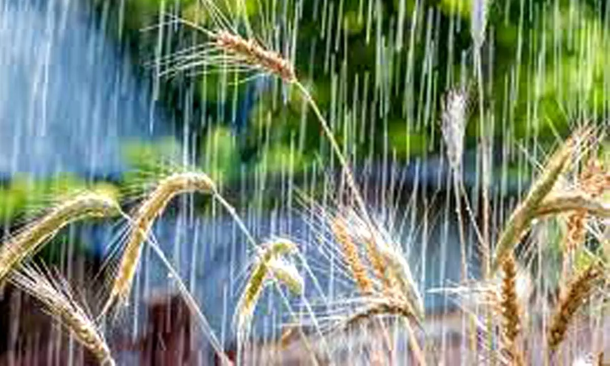 Bumper wheat crop likely despite unseasonal rains