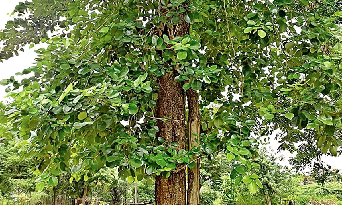 Marayoor sandalwood tree