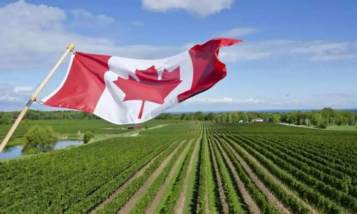 Canada needs 30,000 new immigrants in agri sector