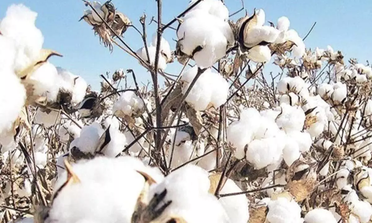 Punjab cotton acreage hits record low