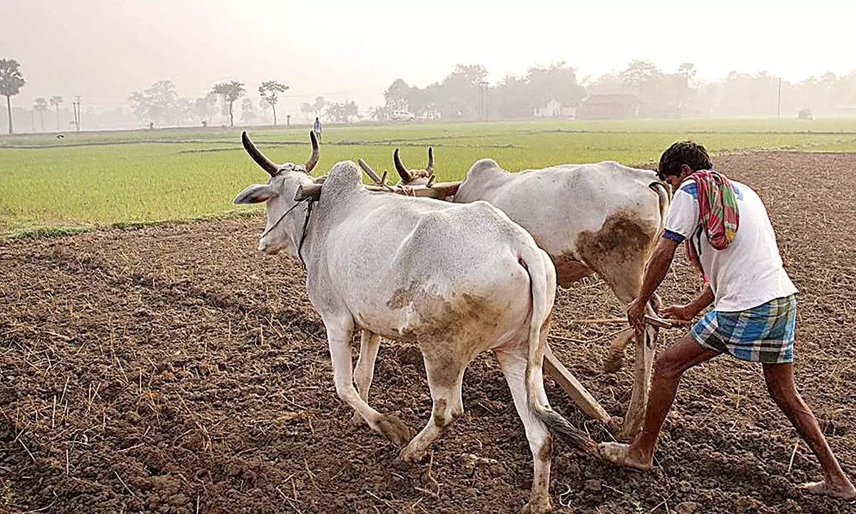 Unless govt priorities change, farm community will remain in distress