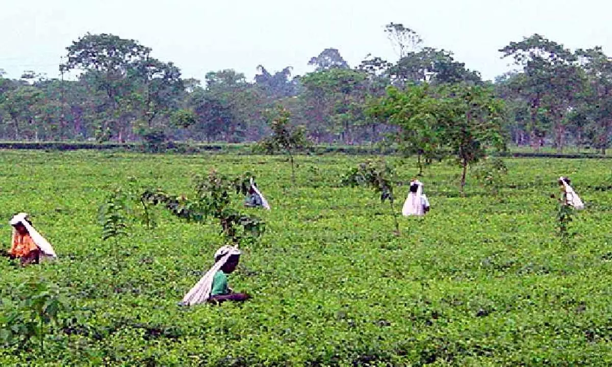 Dry spell, high temp hit Darjeeling tea planters