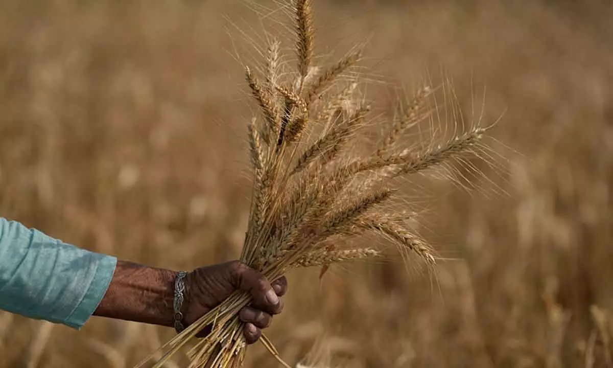 Wheat purchase in Punjab expected to be higher despite inclement weather