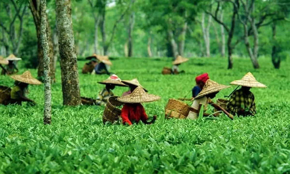 Wise decision to promote ‘small’ country’s tea growers