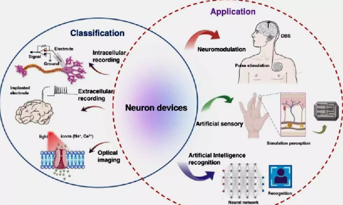 Adaptability is driven by special class of neurons