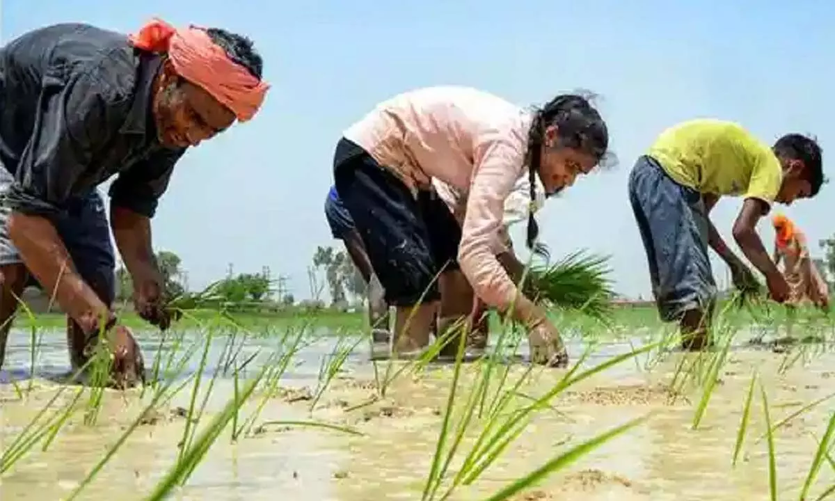 Centre asks States to ensure enough seeds