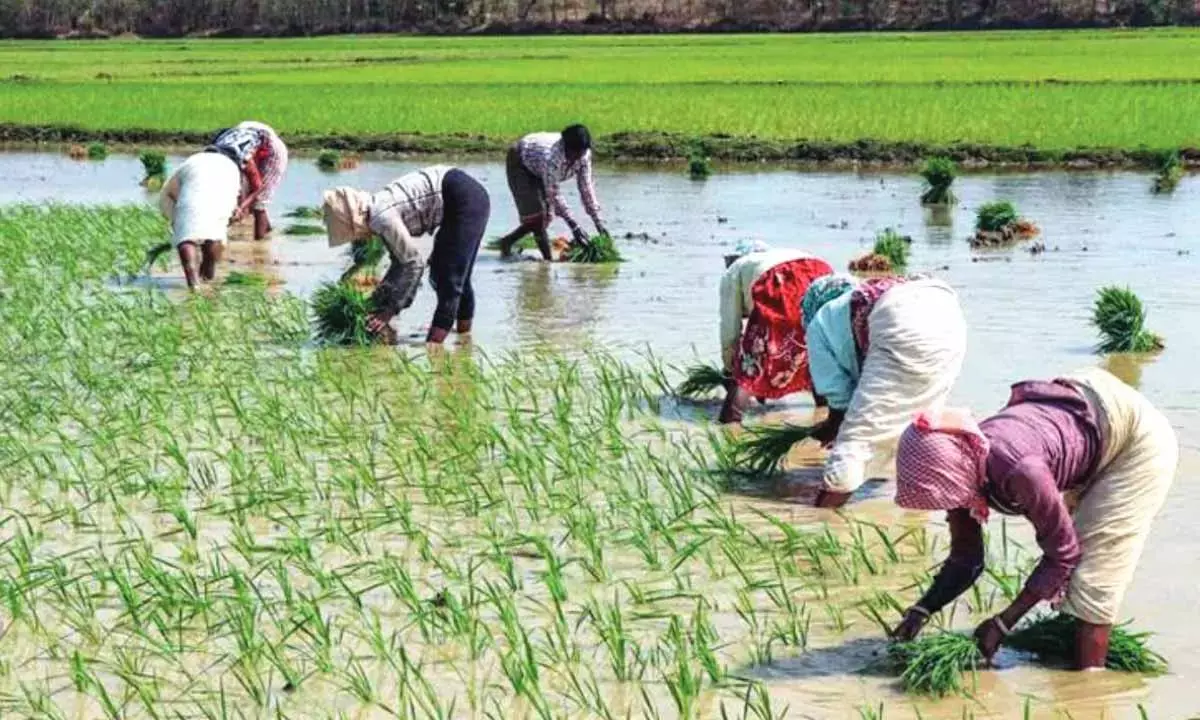 Urgent need to regulate margins between wholesale and retail trade