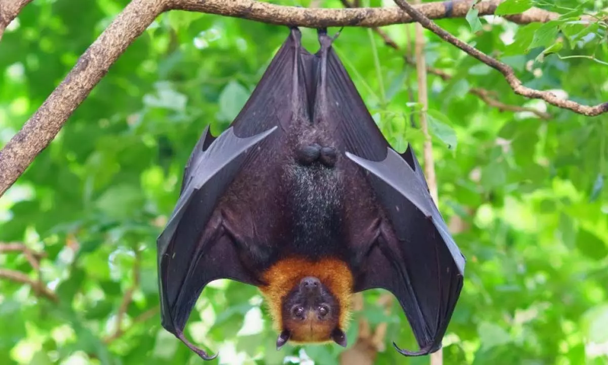 New bat protein could help fight