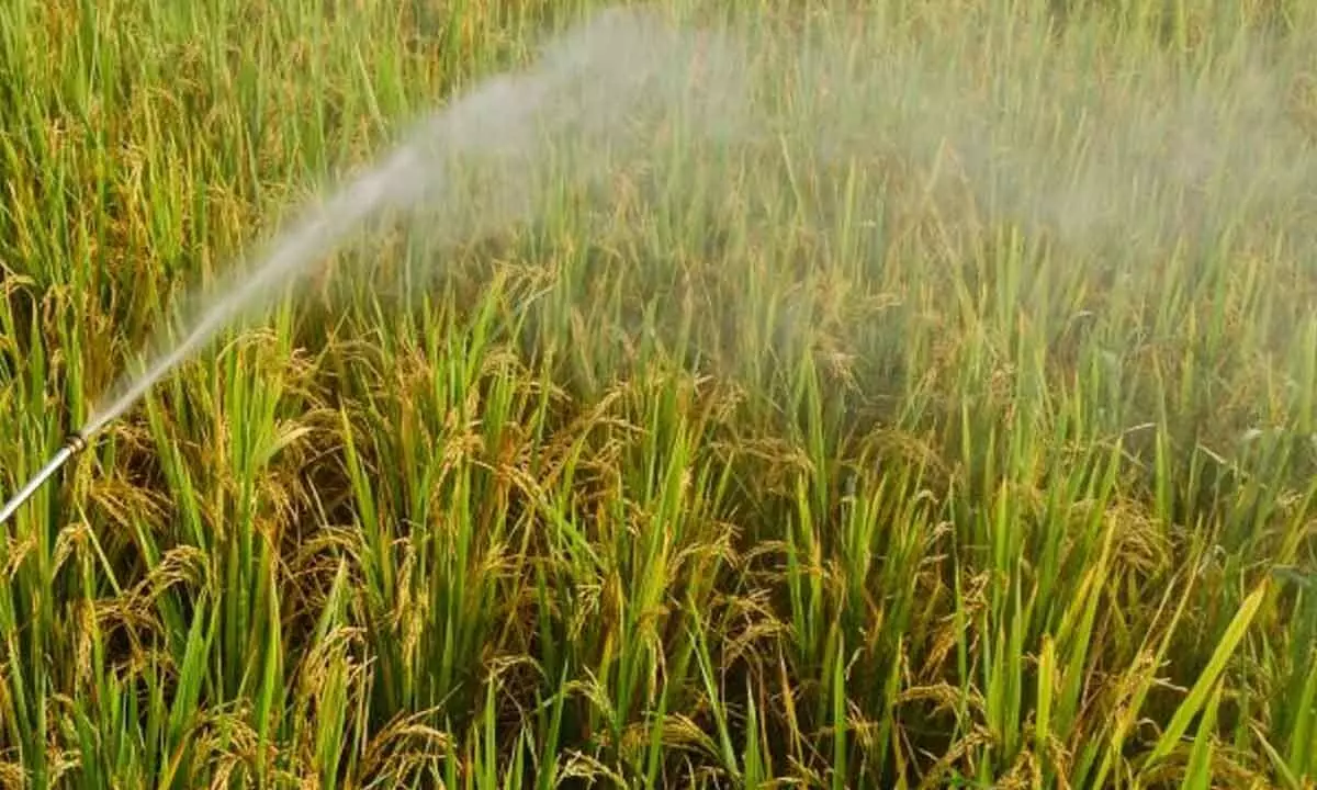 BASF launches 2 herbicides for rice, tea