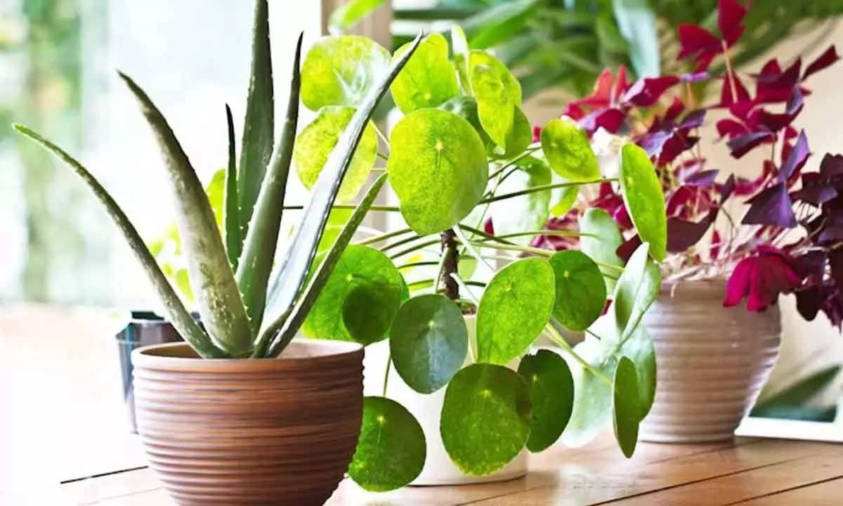 Indoor plants can help protect against cancer