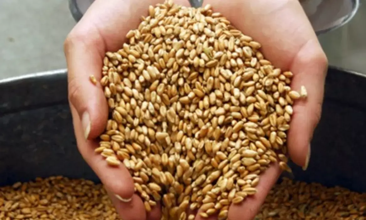 Unprecedented heat and drought threaten worlds wheat supply: Study