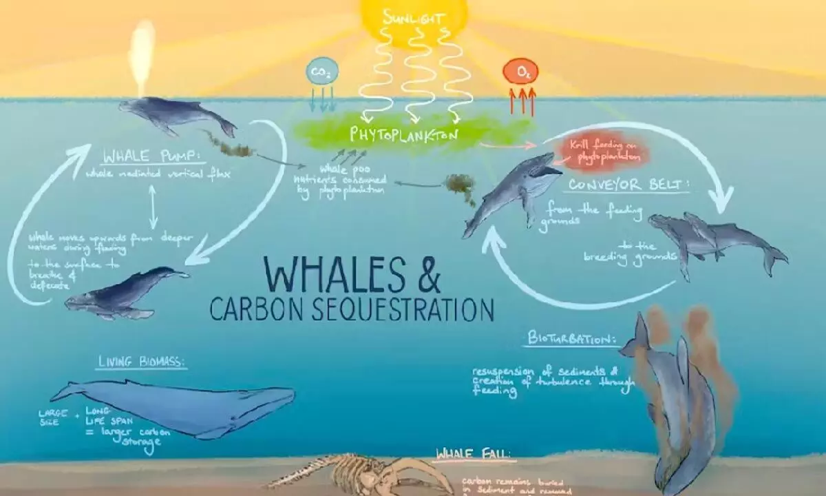Protect whales as they help store more carbon naturally
