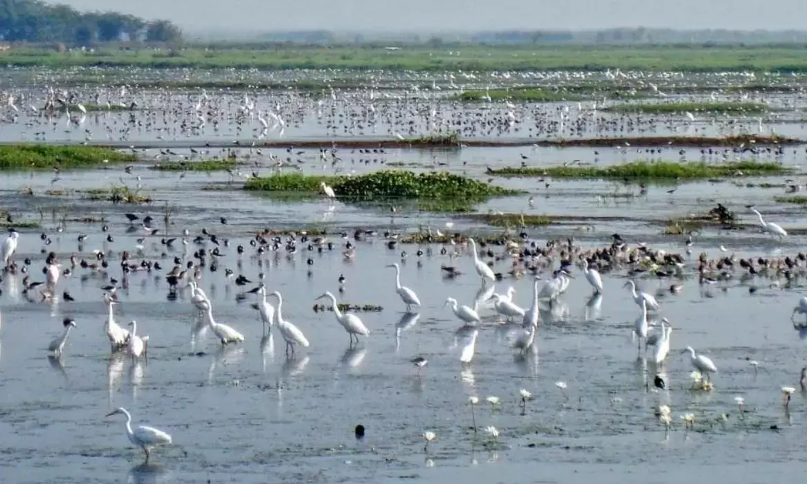 Kolleru lake in Andhra facing multiple threats