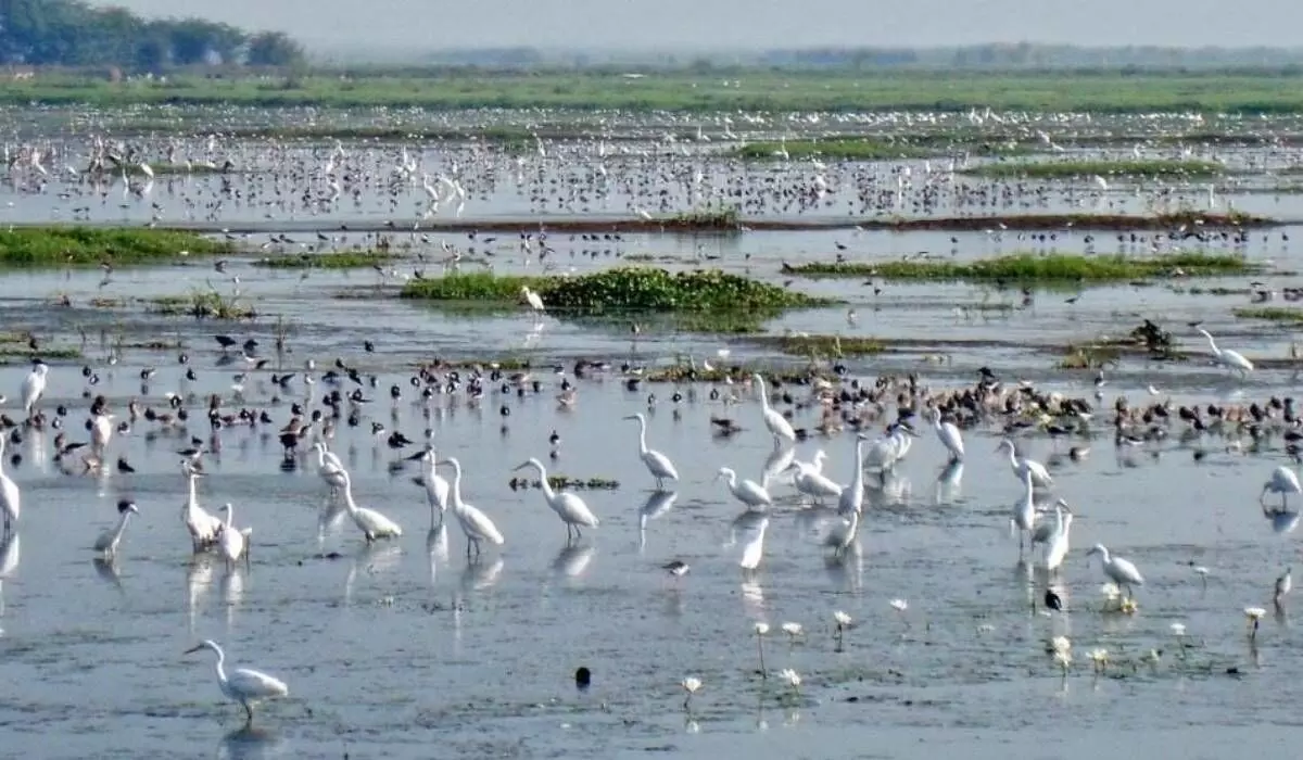 Kolleru lake in Andhra facing multiple threats