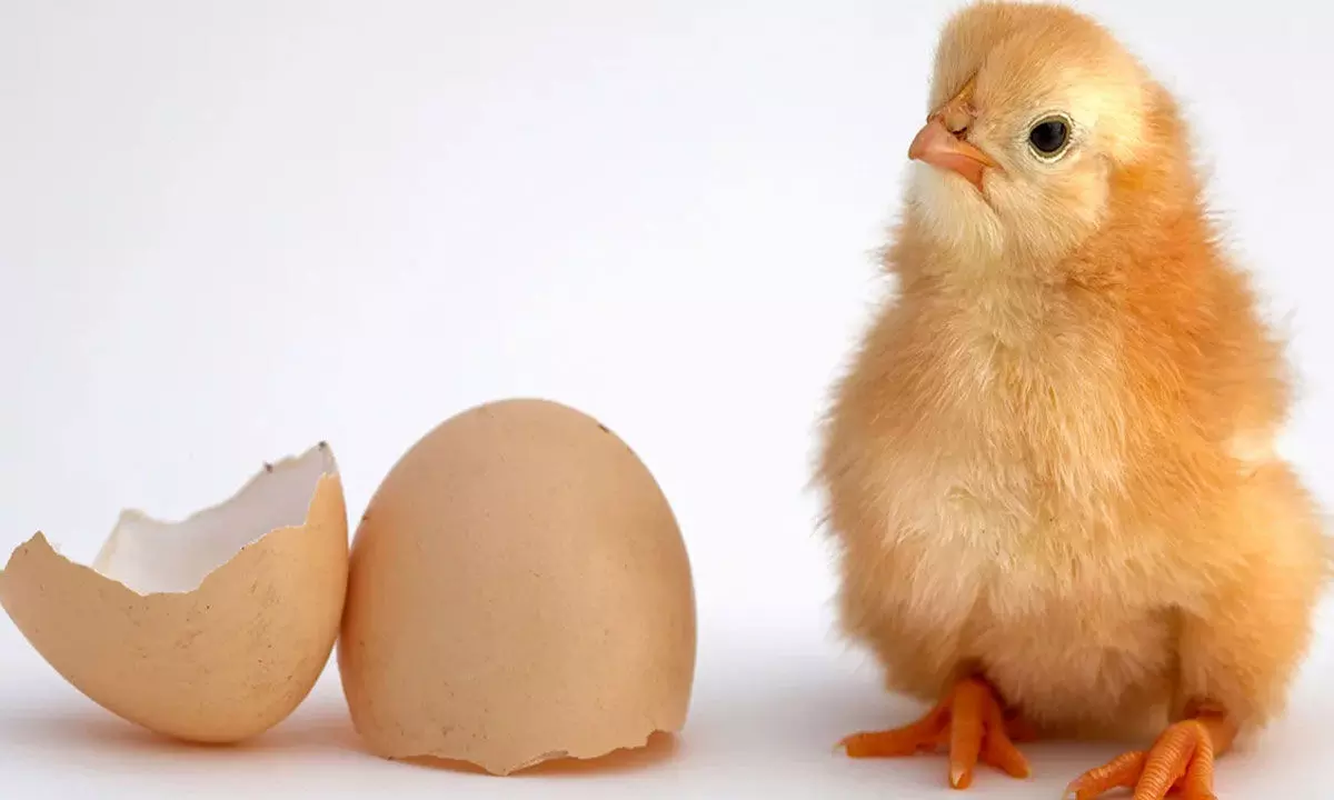 What Came First, the Chicken or the Egg? AI answers the Age old Question